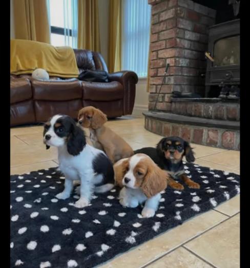 Cavalier King Charles puppies...whatsapp me at: +44 7453 907158