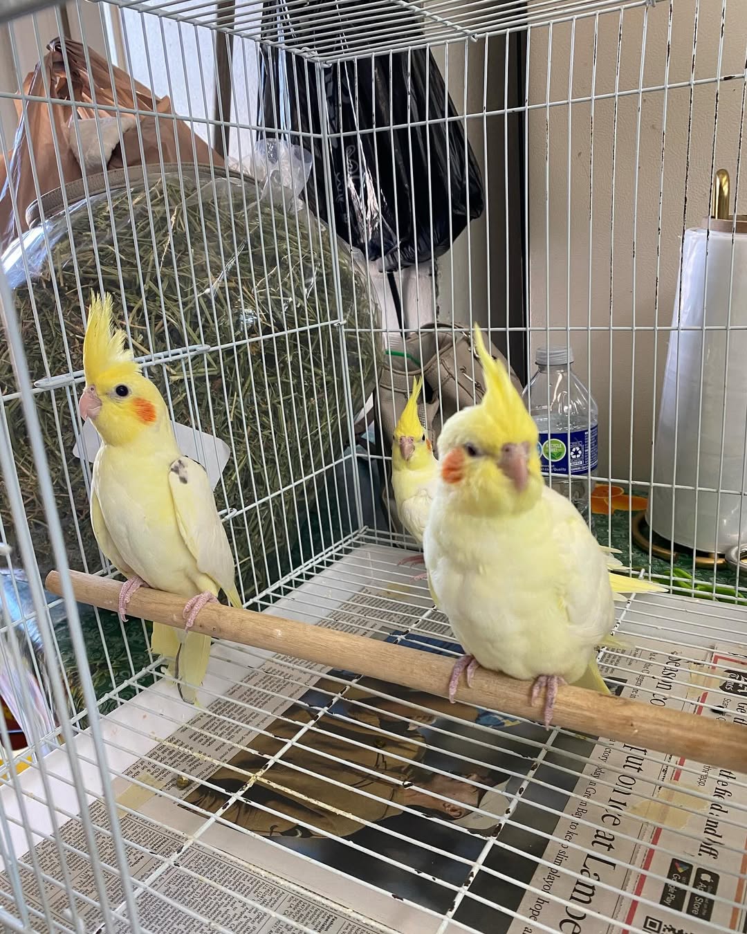 Cockatiel Parrots Available WhatsApp: +44 7418 605085