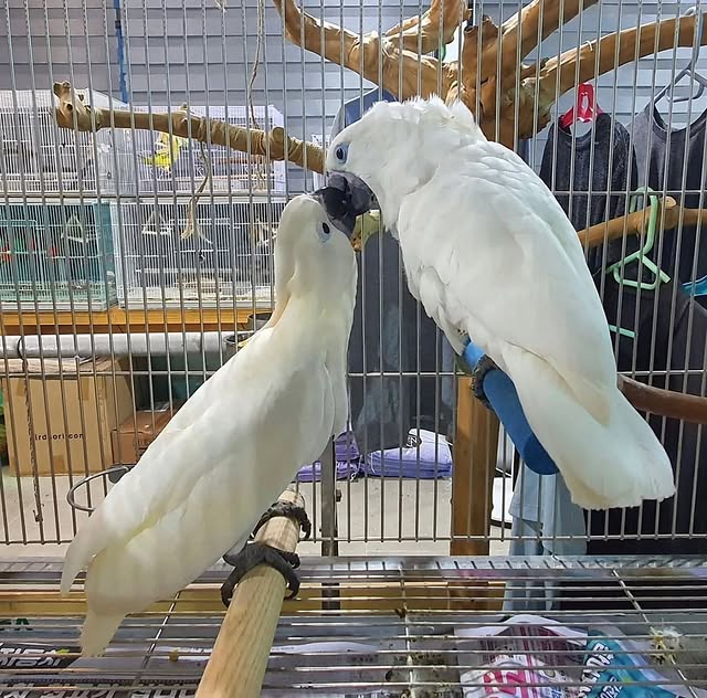 Cockatoo parrots for sale  WhatsApp: +44 7418 605085