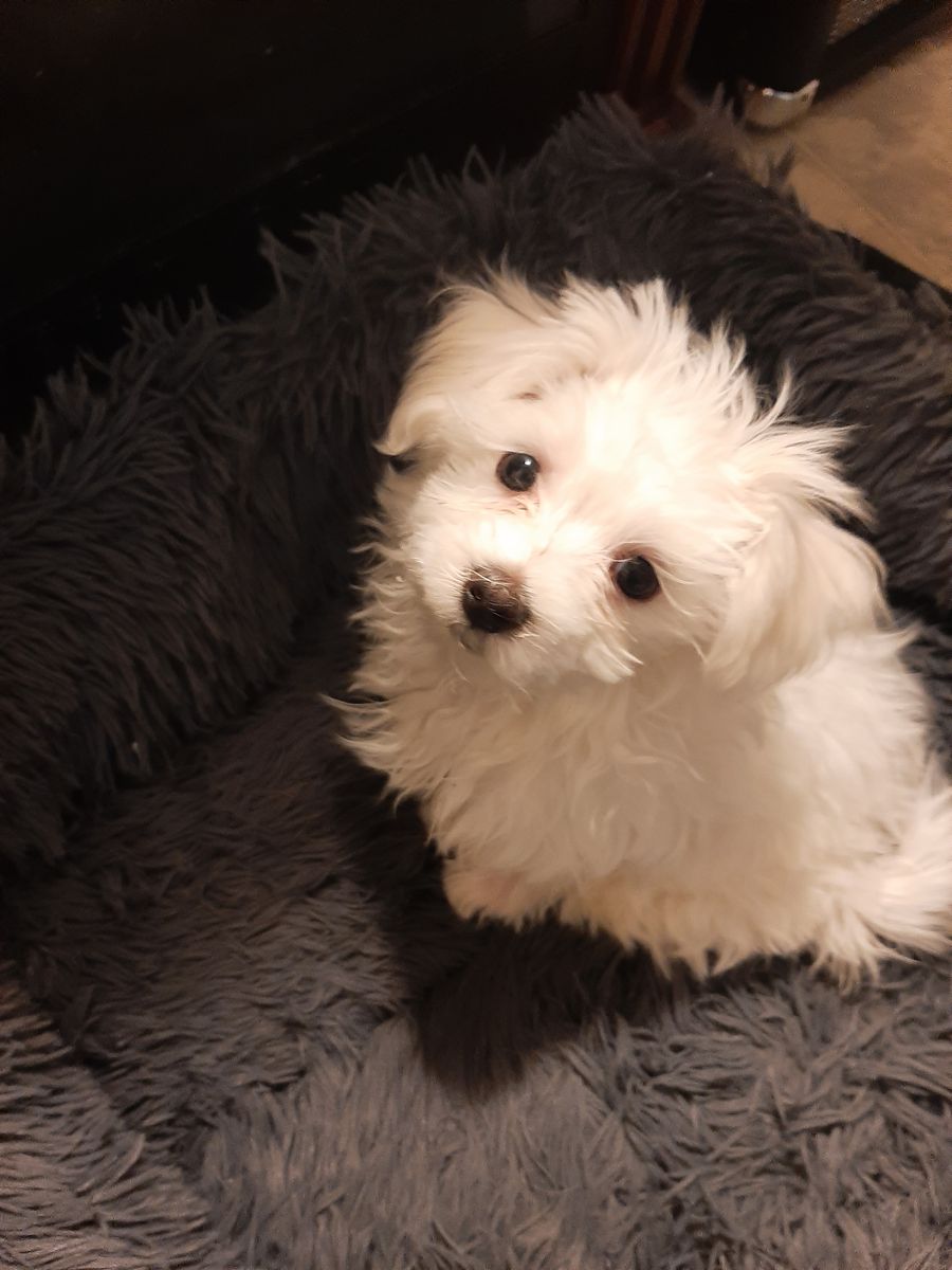 Ready to go Maltese
