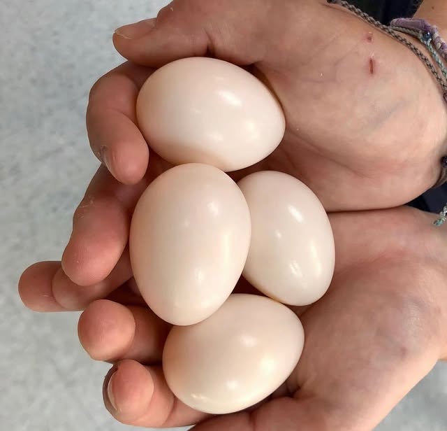 fertile eggs WhatsApp: +44 7418 605085