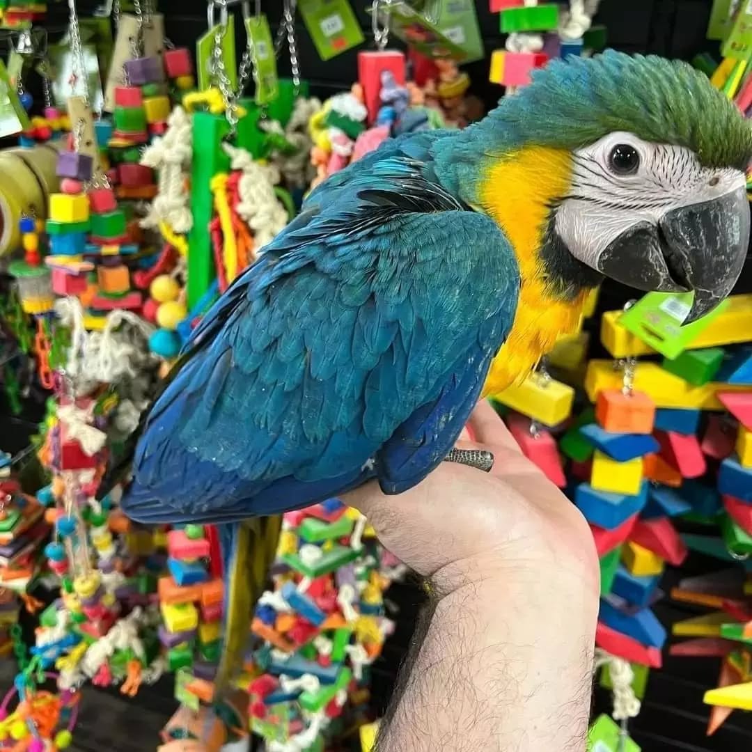 African grey parrots for sale