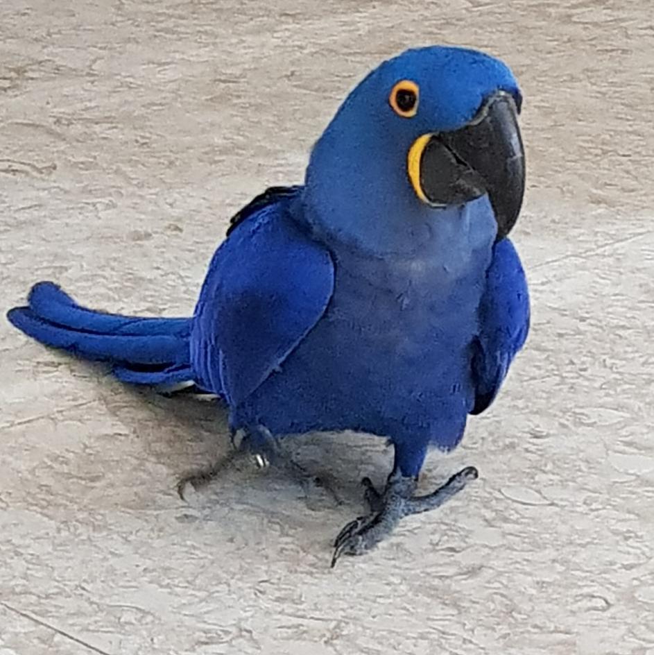 Hyacinth Macaw parrots available for sale in London, UK.