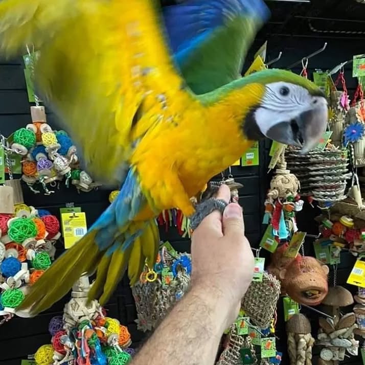 Macaw Parrot For Sale