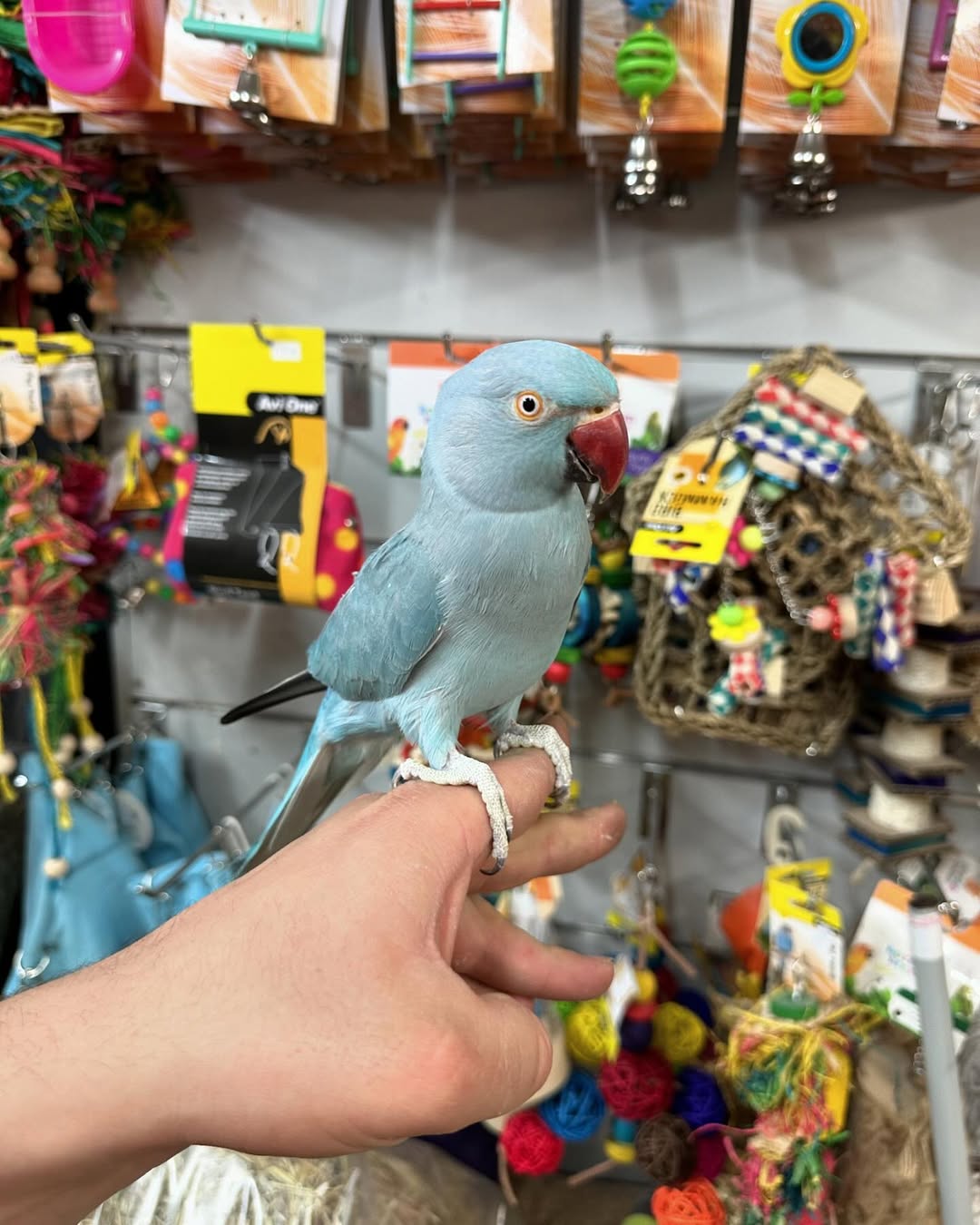 Hand-Raised Indian Ringneck Parrots Available