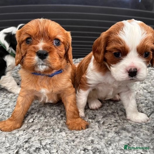 Cavalier King Charles Spaniel puppies for Sale