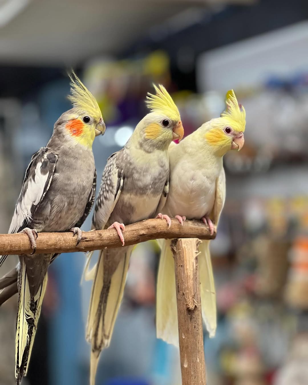 Beautiful Cockatiels Available WhatsApp: +44 7418 605085