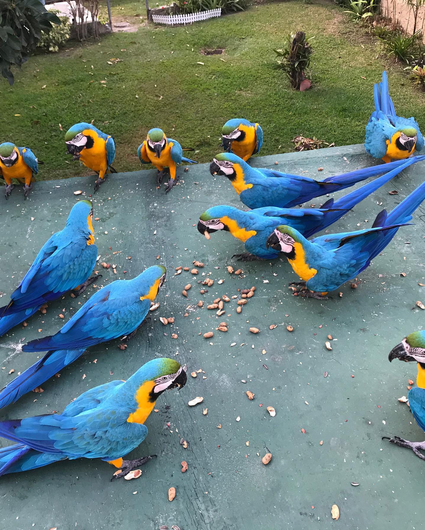 Blue and Gold Macaw Parrots for Sale