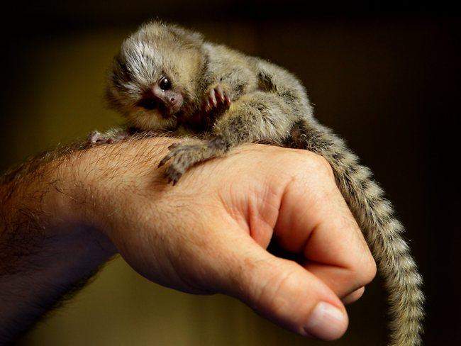 Monkeys, one male one female for sale