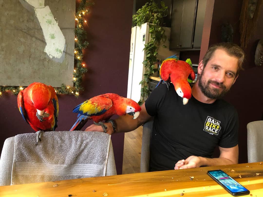 Healthy Scarlet Macaw parrots and fertile macaw eggs availableWhatsApp: +44 7418 605085