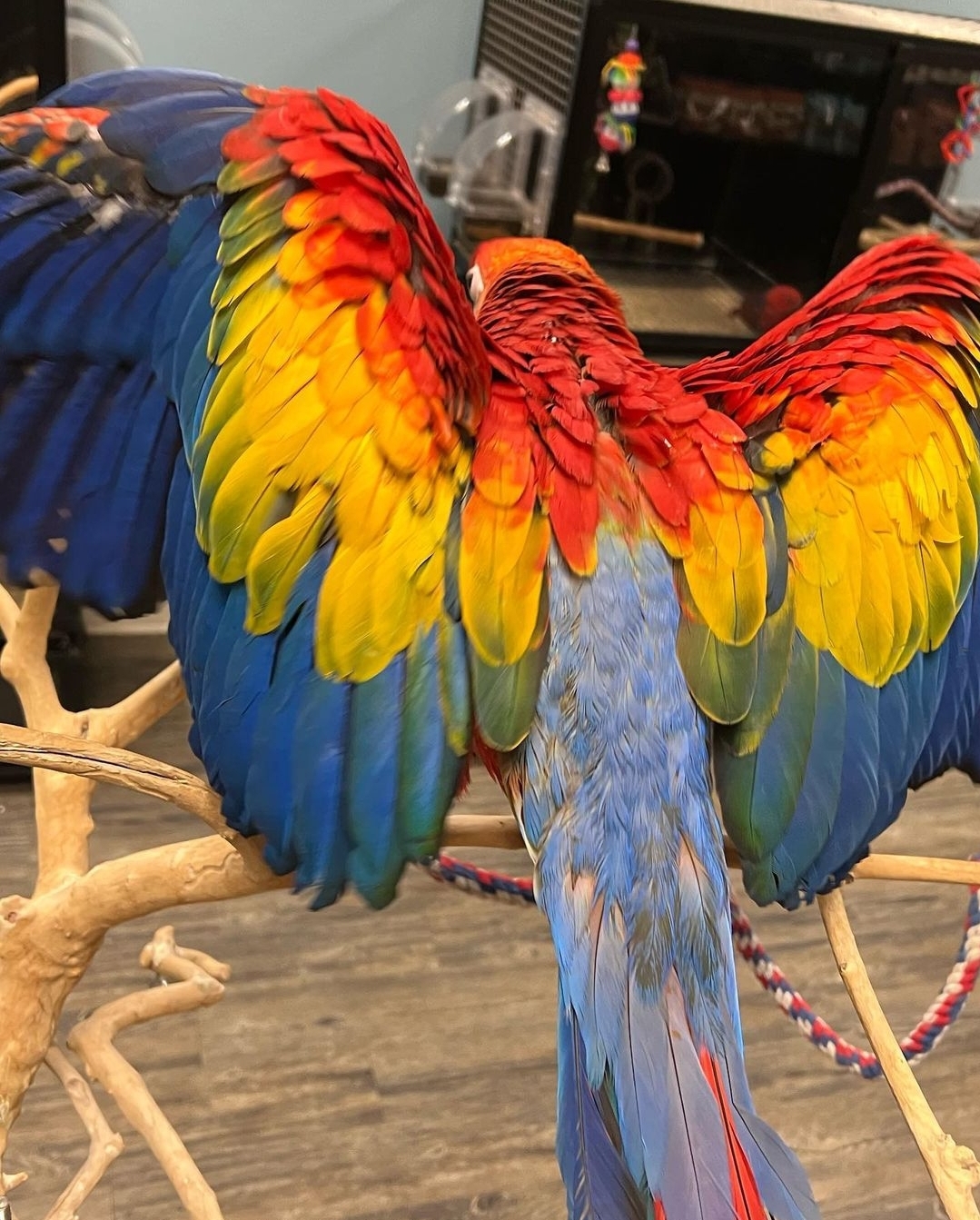 Parrots for Sale