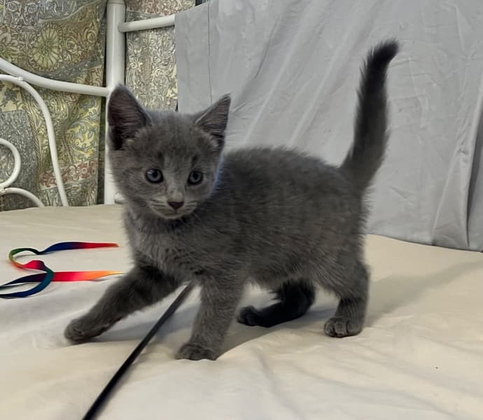 Purebreed russian blue kittens for sale
