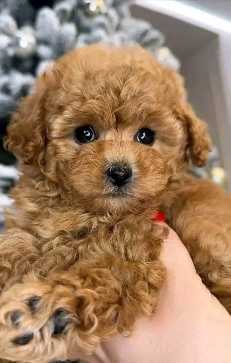 Beautiful Toy Poodle puppies for good home
