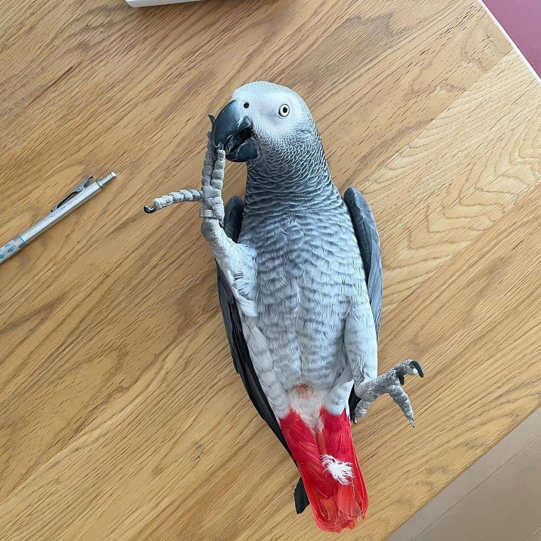 African Grey parrots available WhatsApp: +44 7418 605085