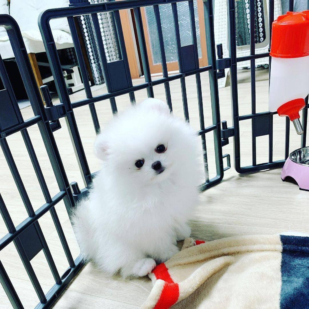 12 weeks old Teacup Pomeranian Puppies
