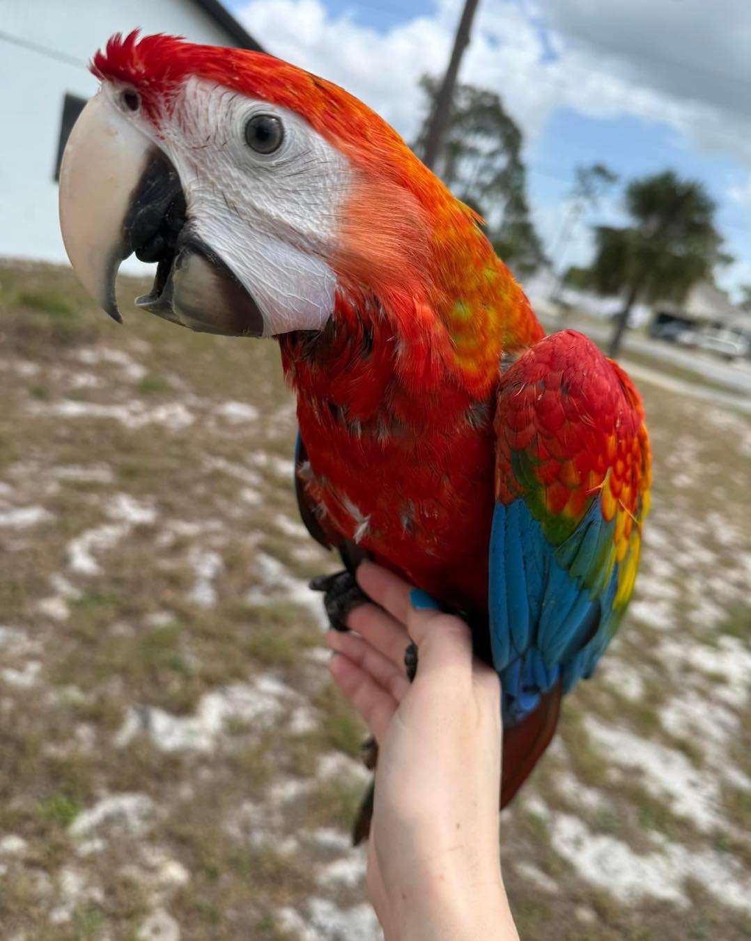 Baby Scarlet Macaw Parrots Available