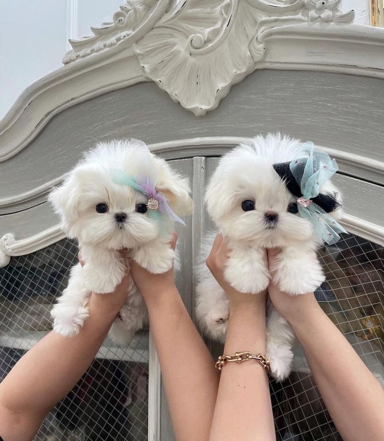 Teacup Maltese Puppies for sale