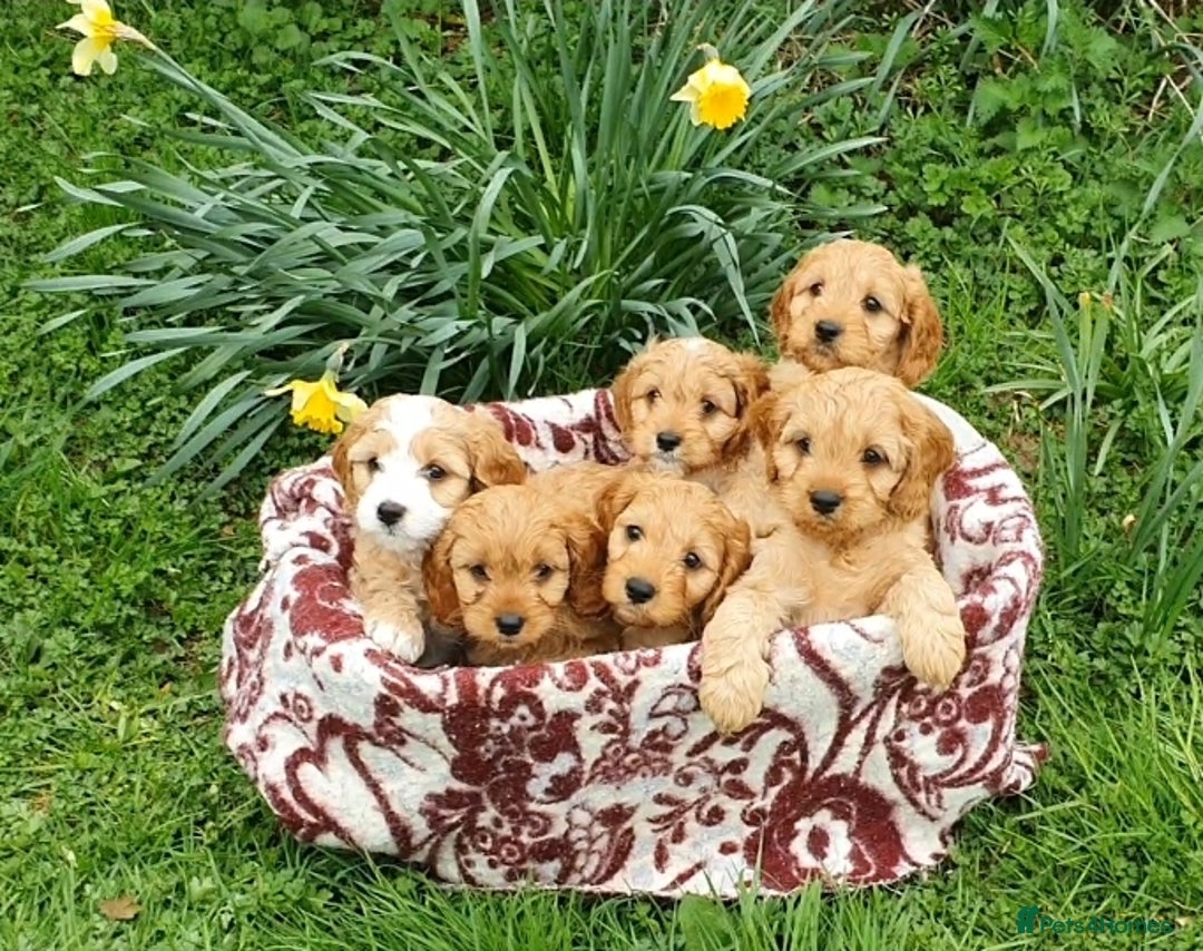 6 beautiful cavapoo puppies for sale
