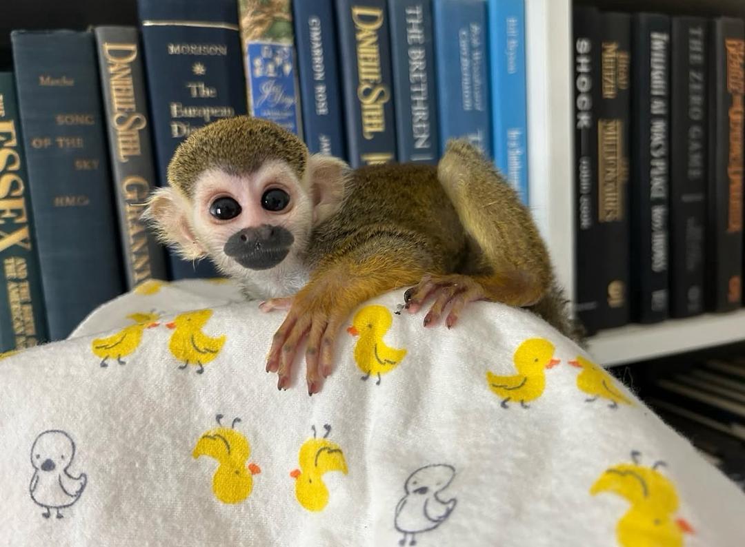 Baby Squirrel Monkeys Available...whatsapp me at: +44 7453 907158