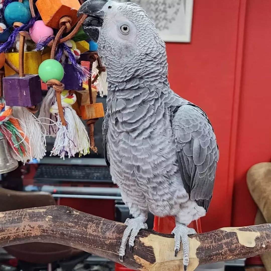 African grey parrots for sale