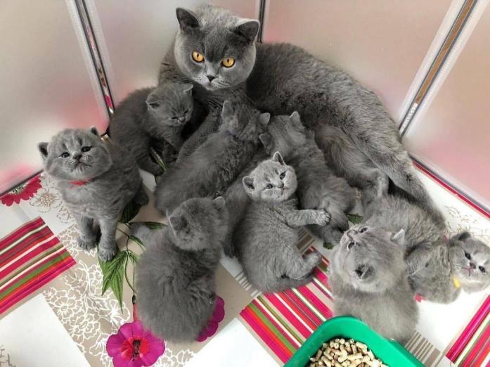 BRITISH SHORTHAIR KITTENS...whatsapp me at: +44 7453 907158