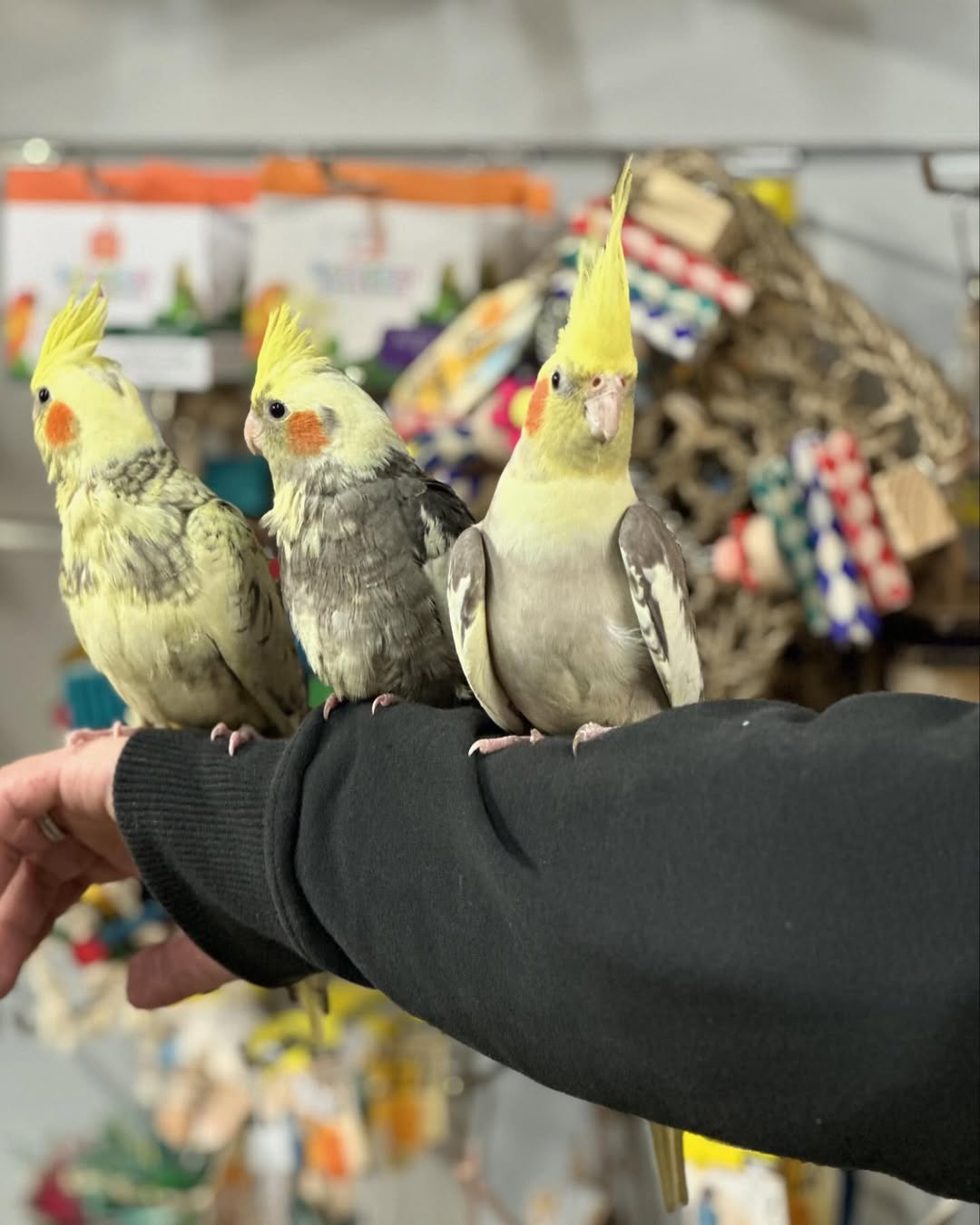 Cockatiel Parrots for Sale – Friendly, Playful & Perfect Companions