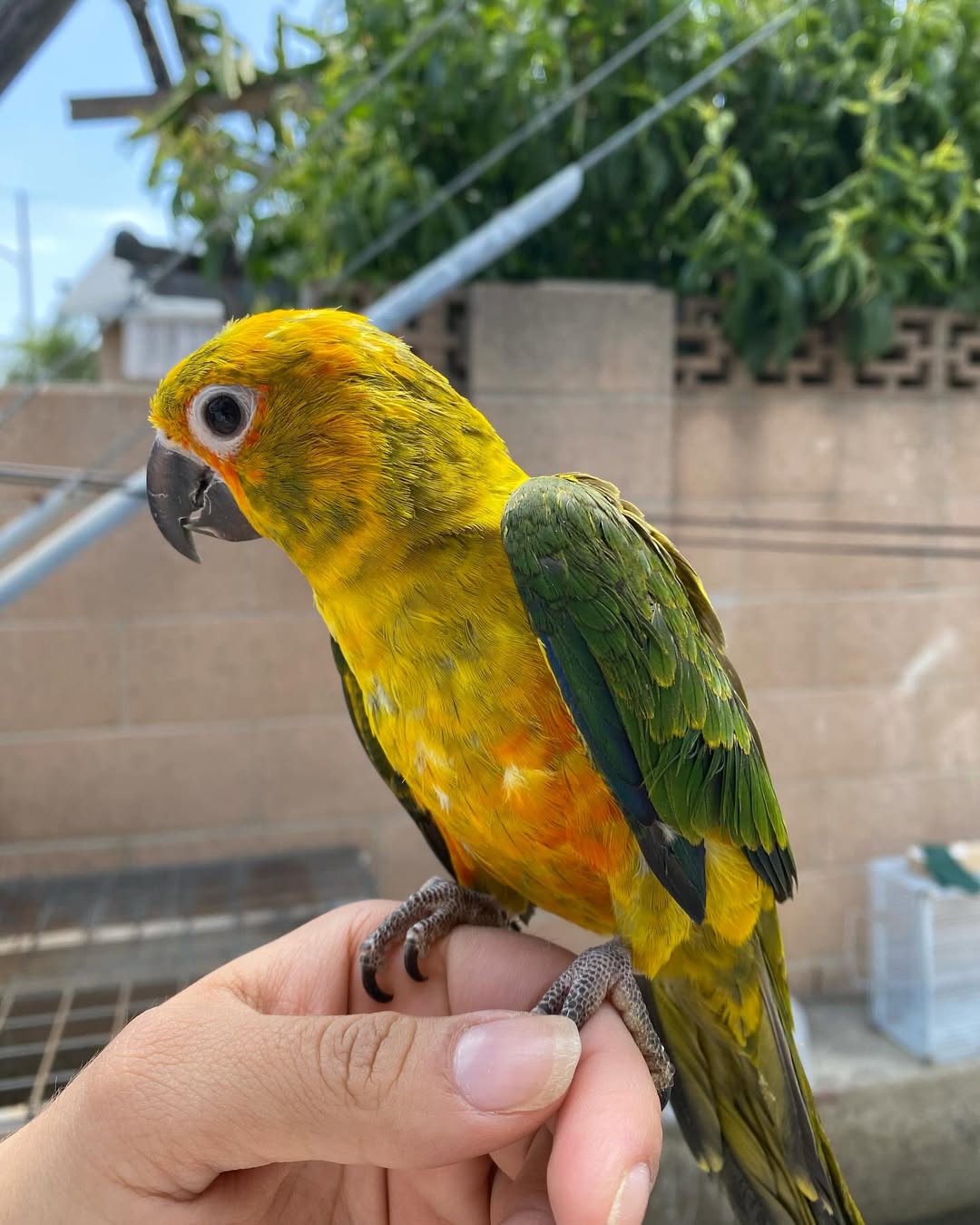 Tame Sun Conure Parrot Available WhatsApp: +44 7418 605085