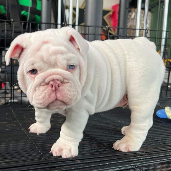 English Bulldog Puppies for Sale