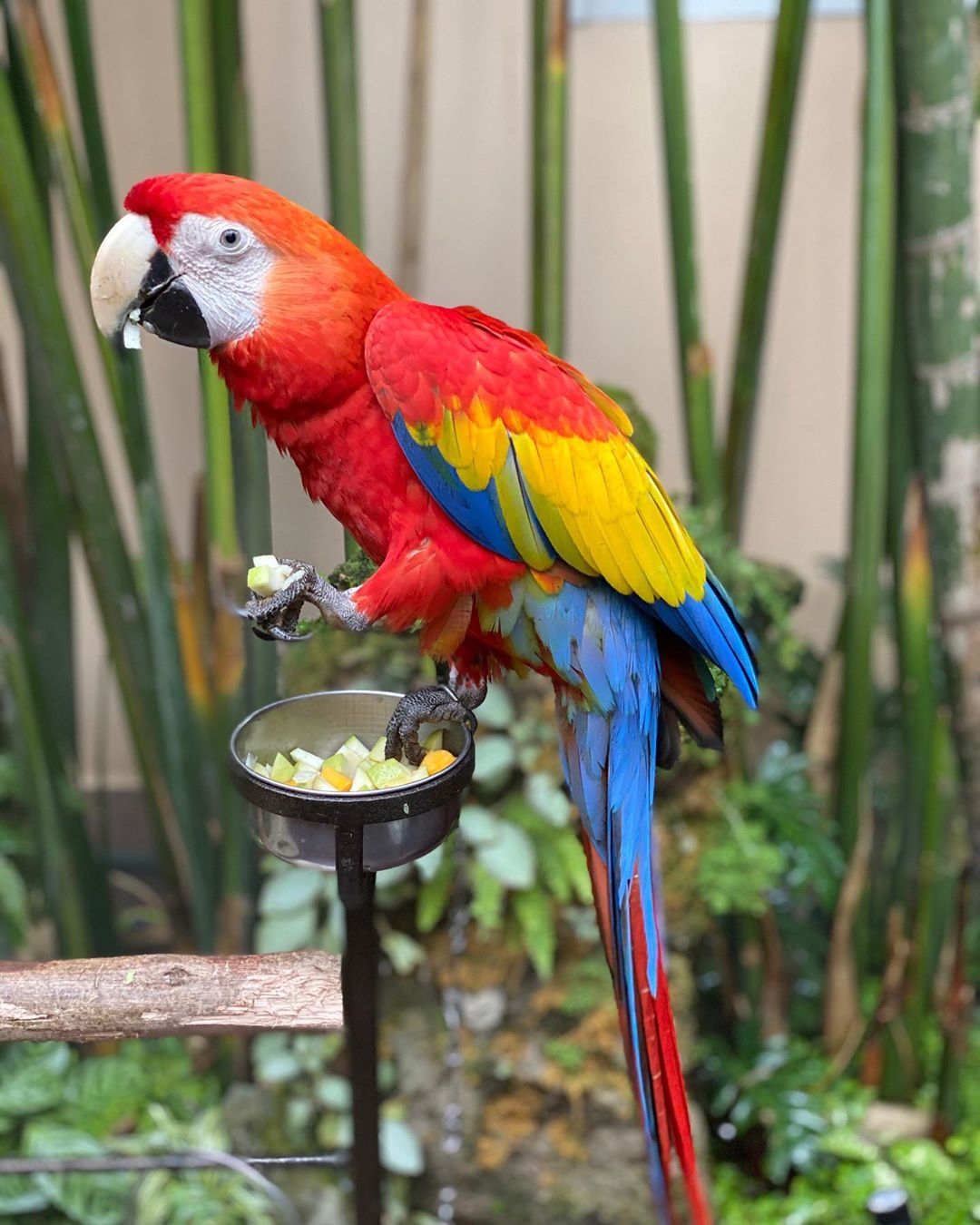 Friendly Cockatiels and baby parrots available WhatsApp: +44 7418 605085