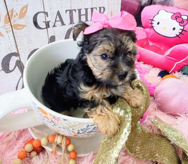 T-Cup Yorkie Puppy...whatsapp me at: +44 7453 907158