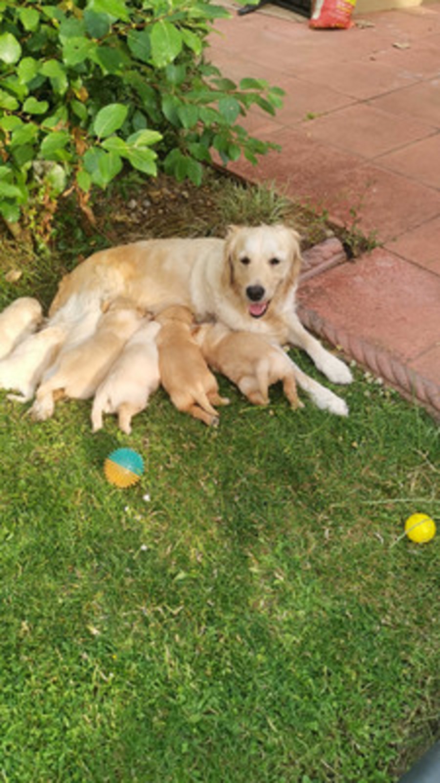 KC Adorable Golden Retriever Puppies