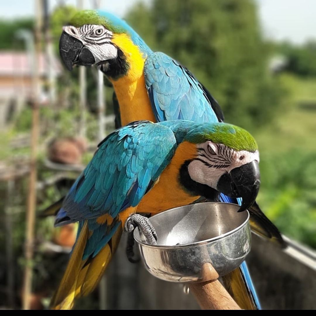Blue and Gold Macaw   | whatsapp +44 7418 605085