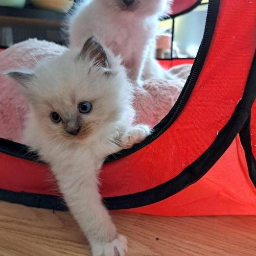 Gorgeous Ragdoll kittens ready now...whatsapp me at: +44 7453 907158