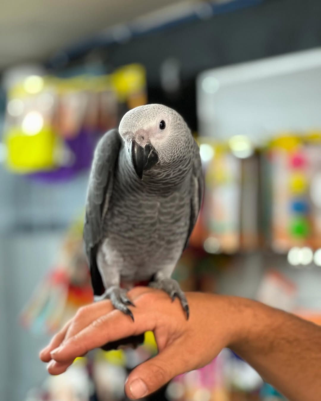African Grey Parrot  whatsapp number +44 7418 605085
