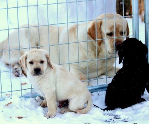 KC Registered Labrador Puppies