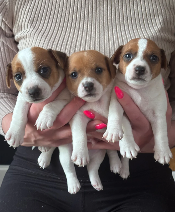 Jack russell terrier puppies for sale