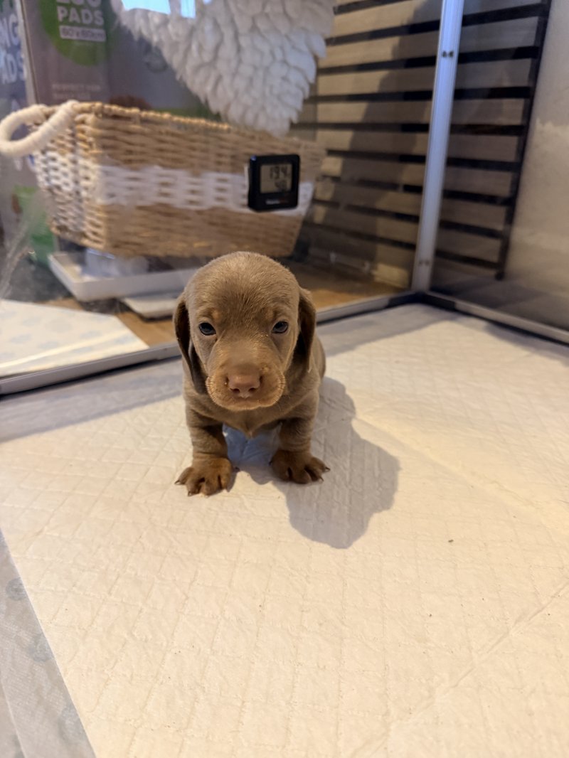 A very kind, active male Dachshund puppy is looking for its 5-star forever home. Ready to go to his new home.