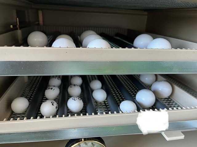 Exotic parrots and fertile eggs available  WhatsApp: +44 7418 605085