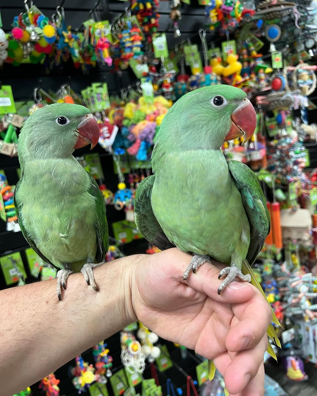 Ash & Rubix – Alexandrine Parakeet Parrots for Sale  | Smart & Playful Pets