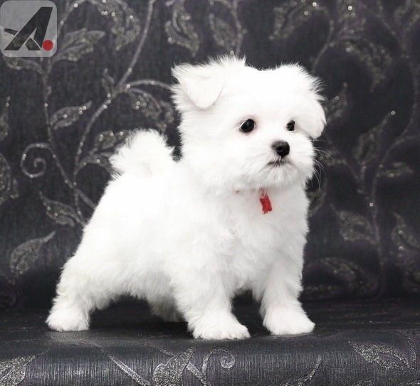 Maltese Puppies Available .