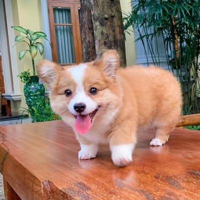 Pembroke Welsh Corgi Puppies for sale