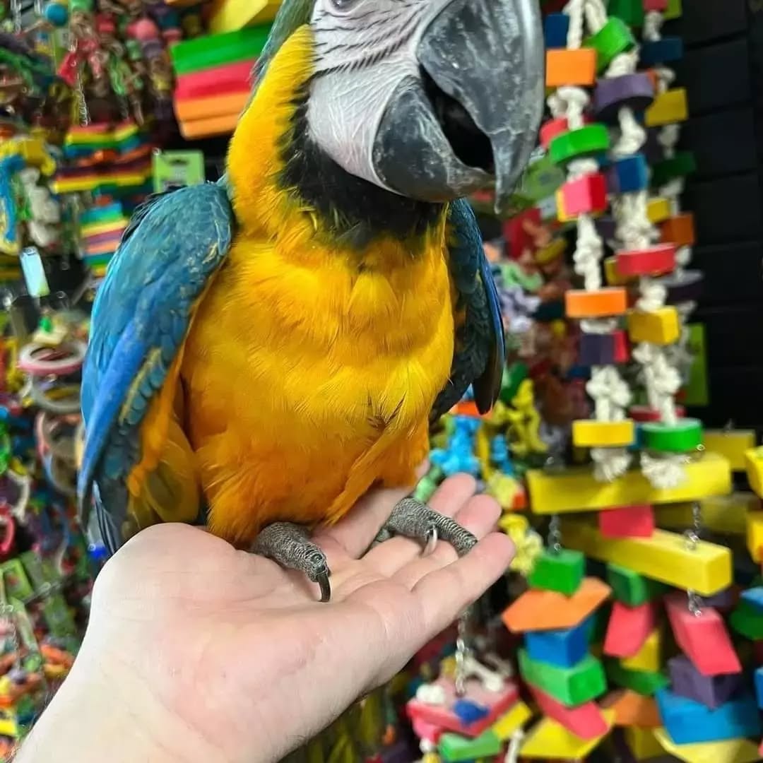 Macaw Parrot For Sale