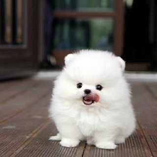 Shih Tzu Puppies for Sale.