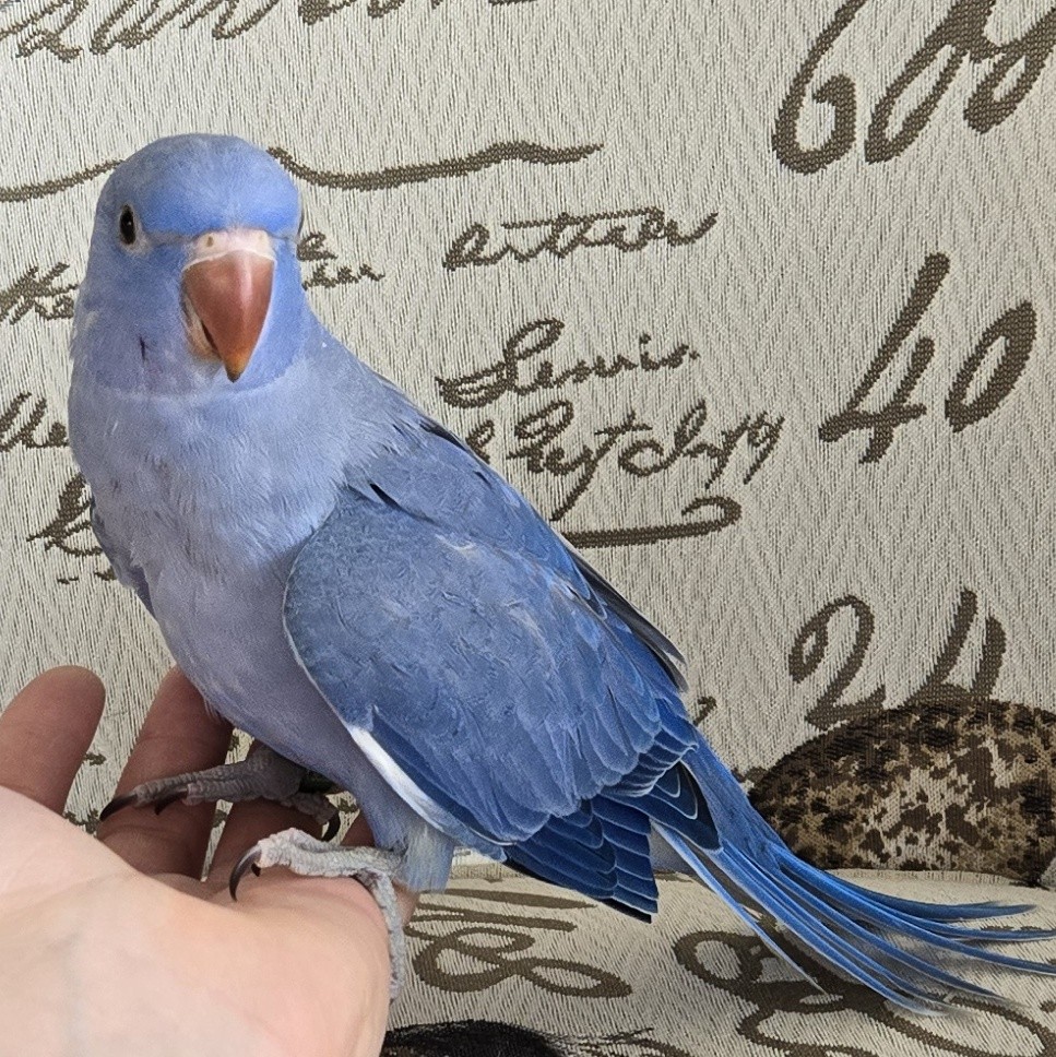 Stunning Violet Indian Ringneck Parrot Available
